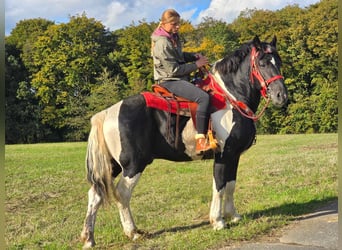 Pintos, Caballo castrado, 4 años, 155 cm, Pío