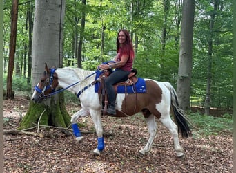 Pintos, Caballo castrado, 4 años, 155 cm, Pío