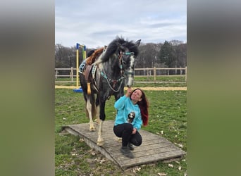 Pintos, Caballo castrado, 4 años, 157 cm, Pío