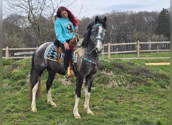 Pintos, Caballo castrado, 4 años, 157 cm, Pío