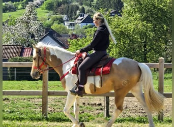 Pintos, Caballo castrado, 4 años, 158 cm, Pío