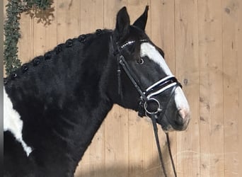 Pintos Mestizo, Caballo castrado, 4 años, 158 cm, Pío