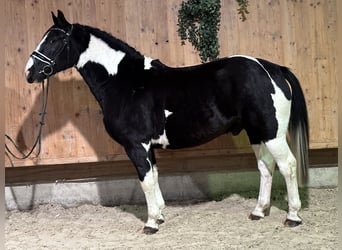 Pintos Mestizo, Caballo castrado, 4 años, 158 cm, Pío