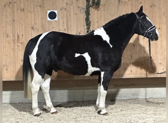 Pintos Mestizo, Caballo castrado, 4 años, 158 cm, Pío