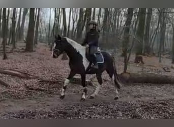 Pintos, Caballo castrado, 4 años, 162 cm, Pío