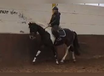 Pintos, Caballo castrado, 4 años, 162 cm, Pío