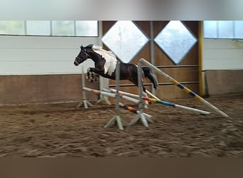 Pintos, Caballo castrado, 4 años, 162 cm, Pío