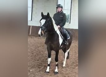 Pintos, Caballo castrado, 4 años, 162 cm, Pío