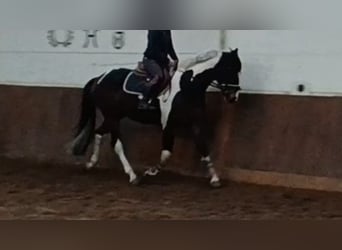 Pintos, Caballo castrado, 4 años, 162 cm, Pío