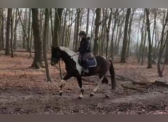 Pintos, Caballo castrado, 4 años, 162 cm, Pío