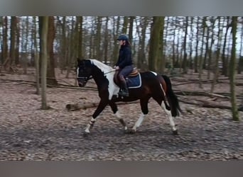 Pintos, Caballo castrado, 4 años, 162 cm, Pío