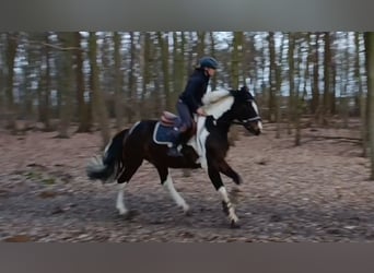 Pintos, Caballo castrado, 4 años, 162 cm, Pío