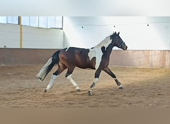 Pintos, Caballo castrado, 4 años, 162 cm, Pío