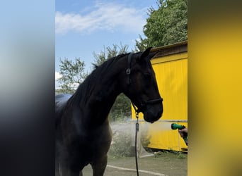 Pintos Mestizo, Caballo castrado, 4 años, 165 cm, Negro