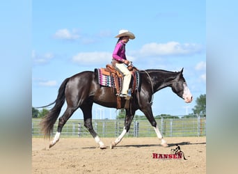 Pintos, Caballo castrado, 5 años, 152 cm, Negro