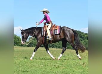 Pintos, Caballo castrado, 5 años, 152 cm, Negro
