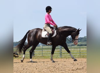 Pintos, Caballo castrado, 5 años, 152 cm, Negro