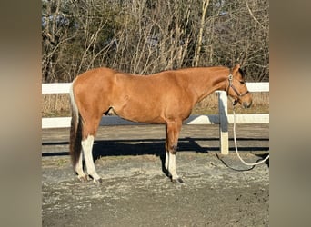 Pintos, Caballo castrado, 5 años, 160 cm, Bayo