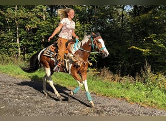 Pintos, Caballo castrado, 5 años, 160 cm, Pío