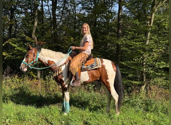 Pintos, Caballo castrado, 5 años, 160 cm, Pío