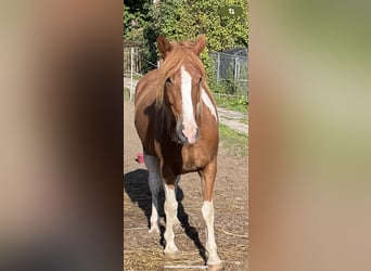 Pintos, Caballo castrado, 5 años, Pío