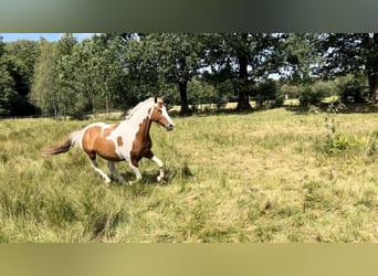 Pintos, Caballo castrado, 6 años, 155 cm, Pío