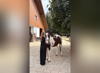 Pintos, Caballo castrado, 7 años, 154 cm, Pío