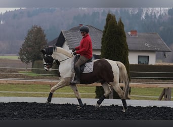 Pintos, Caballo castrado, 7 años, 170 cm, Pío