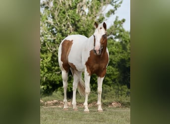 Pintos, Caballo castrado, 7 años, Pío