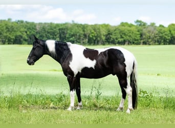 Pintos, Caballo castrado, 7 años, Tobiano-todas las-capas