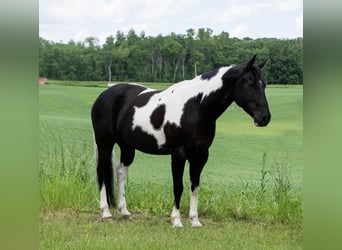 Pintos, Caballo castrado, 7 años, Tobiano-todas las-capas