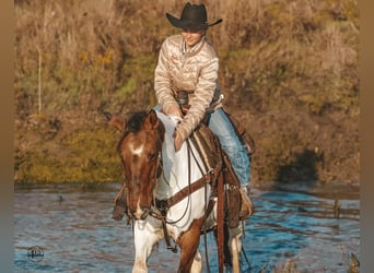 Pintos, Caballo castrado, 8 años, 145 cm, Pío