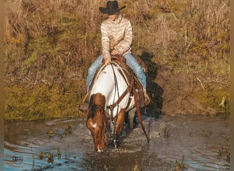 Pintos, Caballo castrado, 8 años, 145 cm, Pío