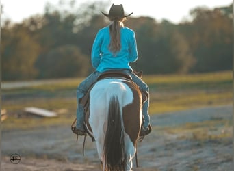 Pintos, Caballo castrado, 8 años, 145 cm, Pío
