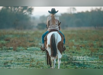 Pintos, Caballo castrado, 8 años, 145 cm, Pío