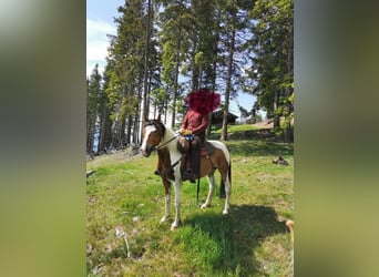 Pintos Mestizo, Caballo castrado, 8 años, 150 cm