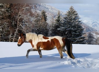 Pintos Mestizo, Caballo castrado, 8 años, 150 cm