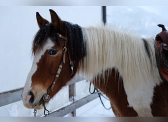 Pintos Mestizo, Caballo castrado, 8 años, 150 cm