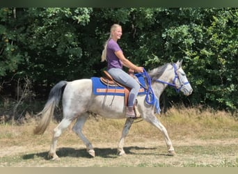 Pintos, Caballo castrado, 8 años, 152 cm, Pío