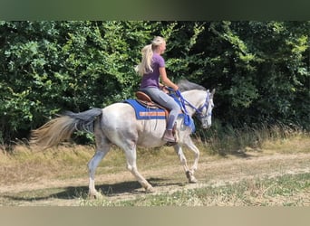 Pintos, Caballo castrado, 8 años, 152 cm, Pío