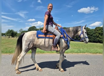 Pintos, Caballo castrado, 8 años, 152 cm, Pío