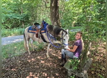Pintos, Caballo castrado, 8 años, 152 cm, Pío