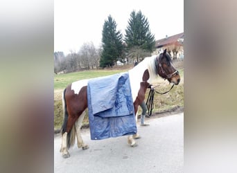 Pintos, Caballo castrado, 9 años, 147 cm, Pío