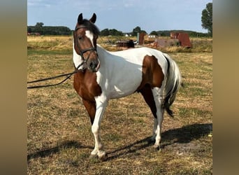 Pintos, Caballo castrado, 9 años, 147 cm, Pío