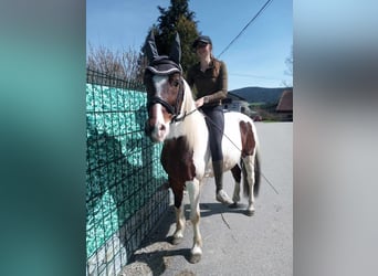 Pintos, Caballo castrado, 9 años, 147 cm, Pío