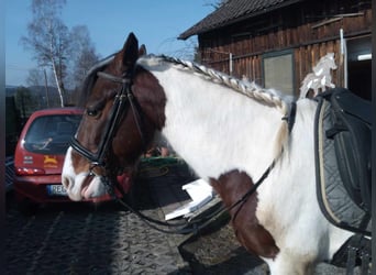 Pintos, Caballo castrado, 9 años, 147 cm, Pío