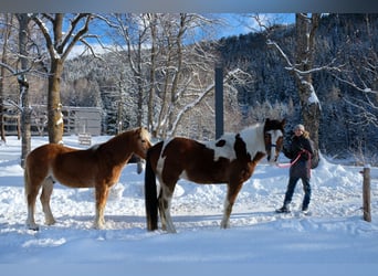 Pintos Mestizo, Caballo castrado, 9 años, 150 cm