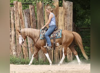 Pintos Mestizo, Caballo castrado, 9 años, 152 cm, Pío