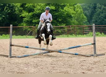 Pintos, Caballo castrado, 9 años, Pío