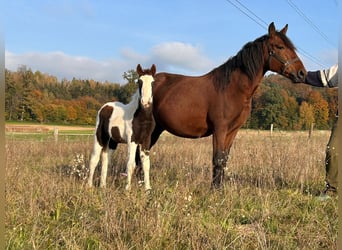 Pintos Croisé, Étalon, 1 Année, 148 cm, Pinto